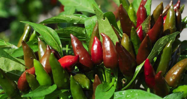 Gojenje čilija, izmenjava znanj in semen